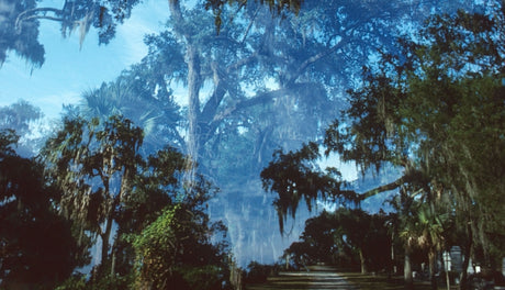 + Double exposure on Ektachrome slide film, Bonaventure Cemetery, Savannah, GA – from the SCAD days.